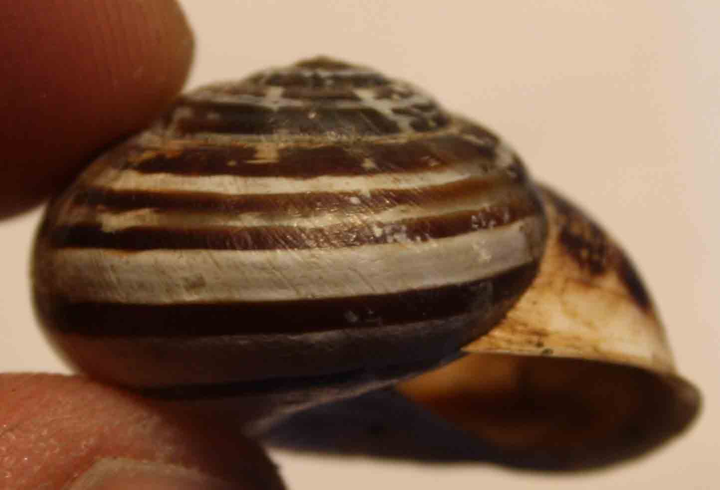 eobania vermiculata?